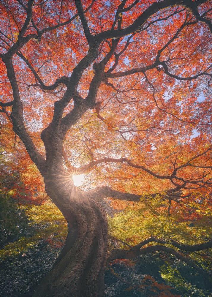 Det japanska trädet | Canvas