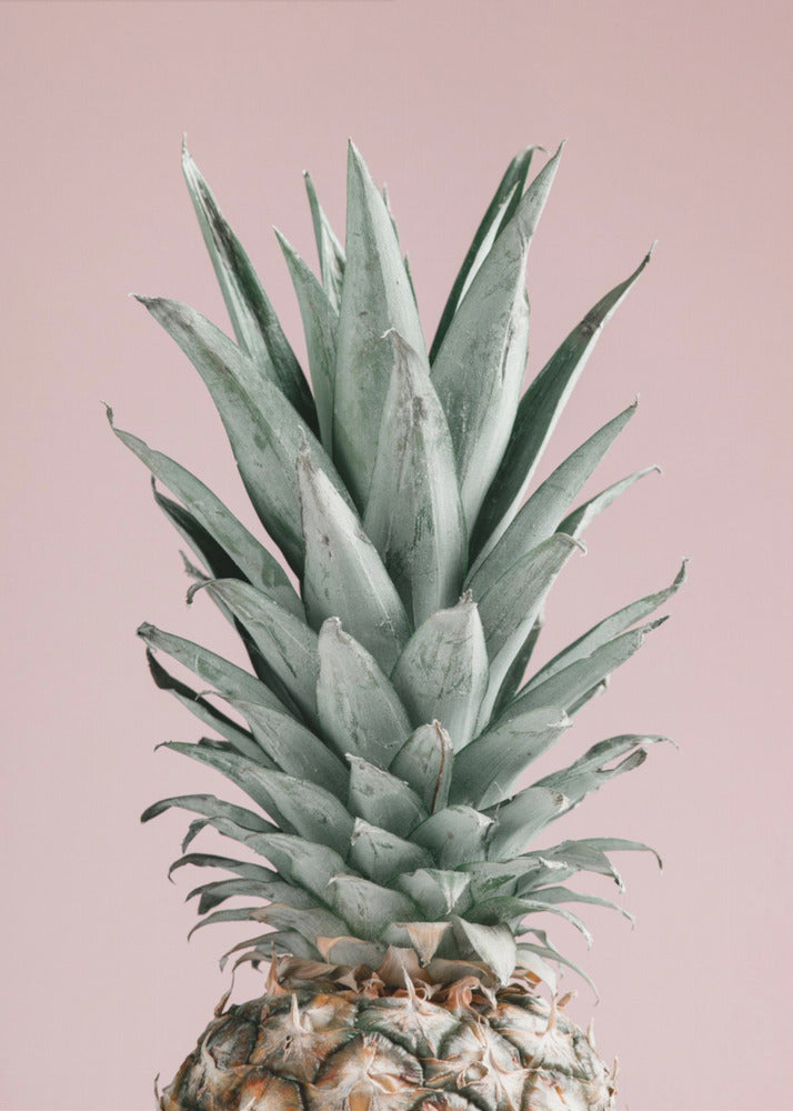 Piña Rosa 02 | Posters - Impresiones de Arte