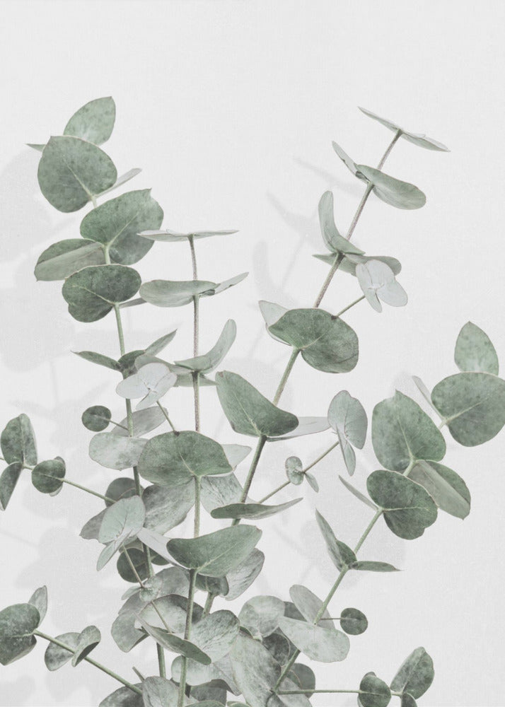 Eucalyptus Créatif 16 | Tableaux sur Toile