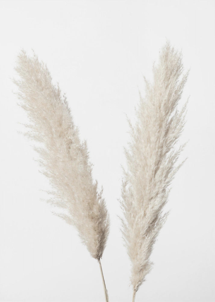 Pampas Hvid | Lærredsbilleder