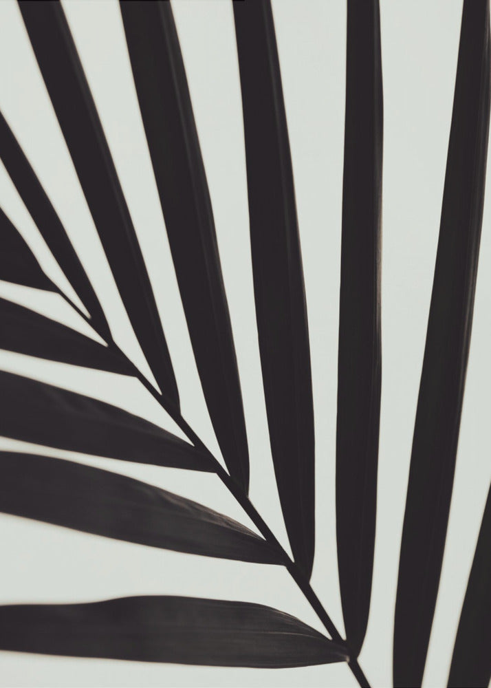 Feuille de palmier graphique_1 | Tableaux sur Toile