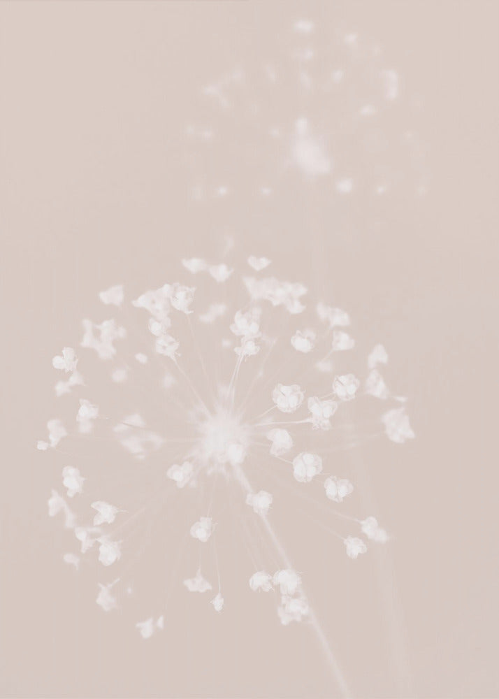 Torkade blommor rosa | Canvas