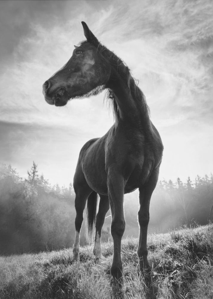 Tegenlicht paard | Canvasprints