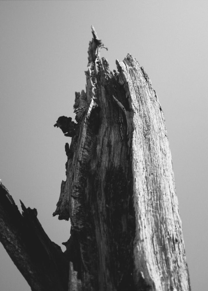 Moerassen 1 | Canvasprints