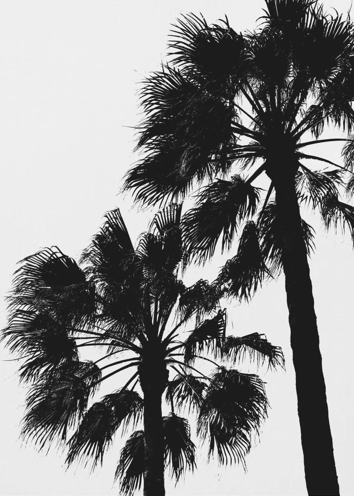 Palm Contrast | Canvas