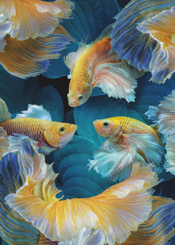 Poissons colorés | Tableaux sur Toile
