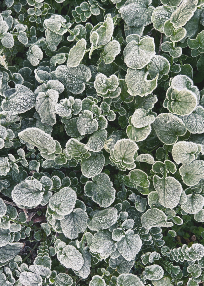 Frosted | Canvas