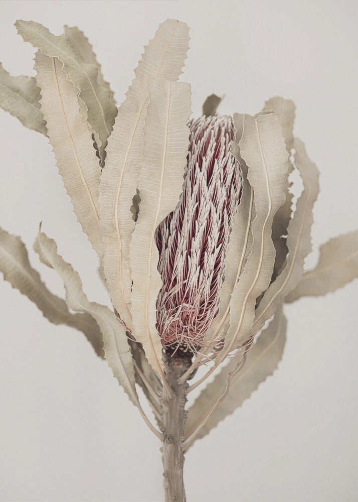 Banksia | Leinwand-Bilder