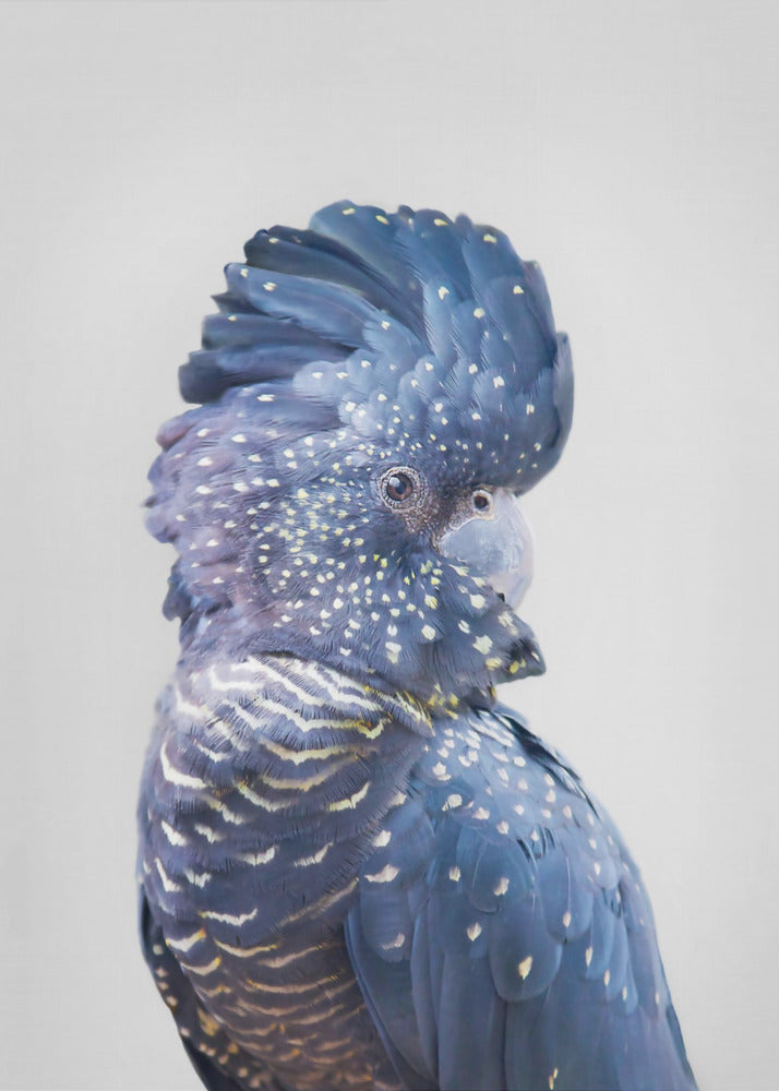 Cacatua nero | Poster - Stampe d’Arte
