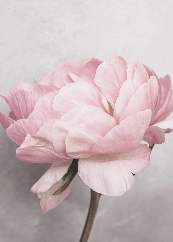 Pivoine | Posters - Affiche Artistique