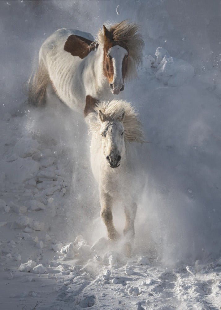 Two Horses | Canvas