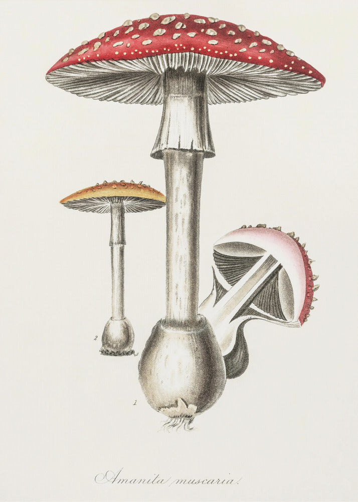 Amanita Muscaria kuvitus. Lääketieteellinen kasvitiede 1836 | Canvastaulut