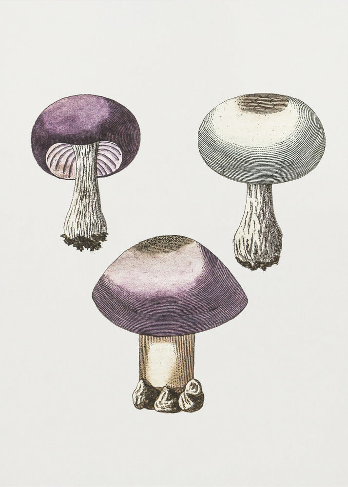 Håndmørkede violette webcap-svampe | Lærredsbilleder