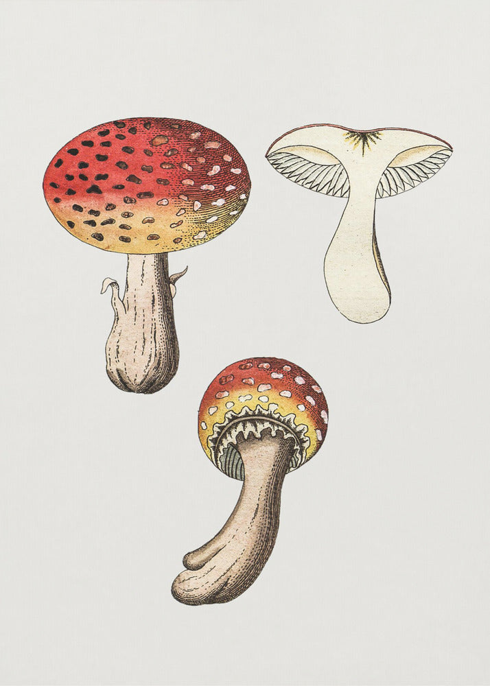 Fungo Amanita Muscaria disegnato a mano | Stampe su Tela