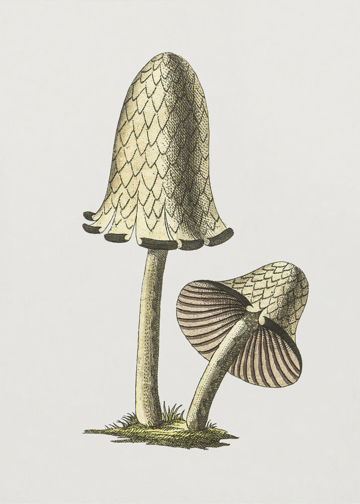 Fungo commestibile Vintage Inky Cap | Stampe su Tela