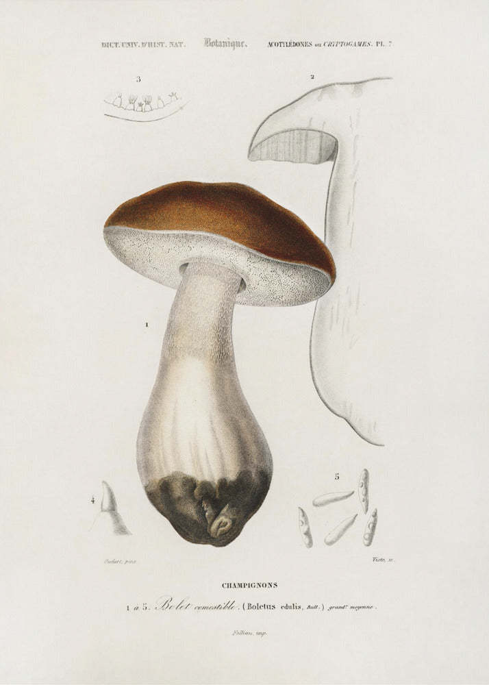 Bollo de centavo (Boletus Edulis) | Impresiones en Lienzo