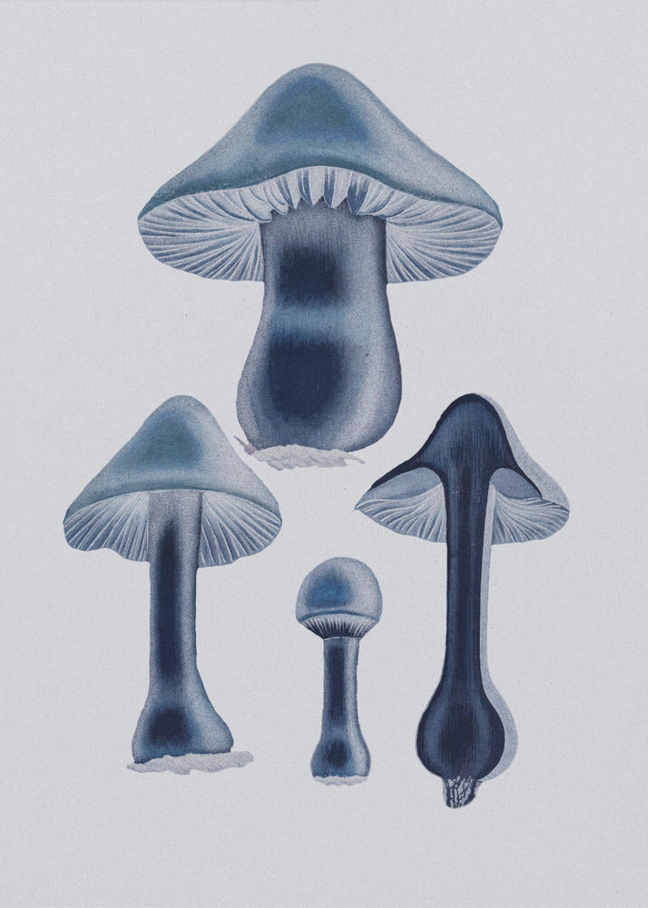 Agaricus Bulbosus - Blå | Lærredsbilleder