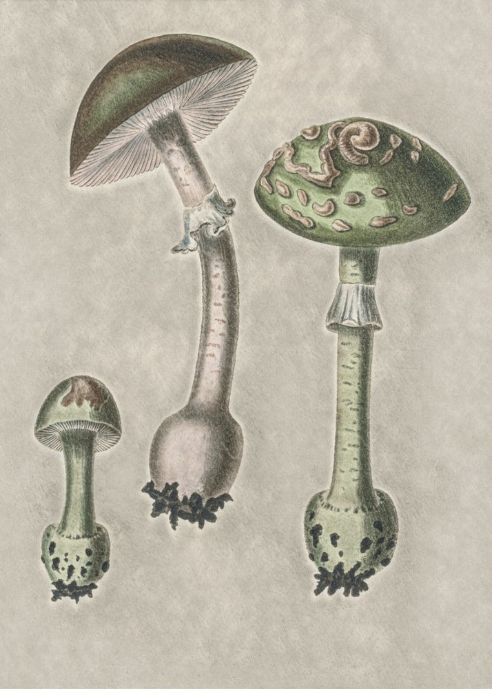 Amanita Muscaria Remix Grön | Canvas