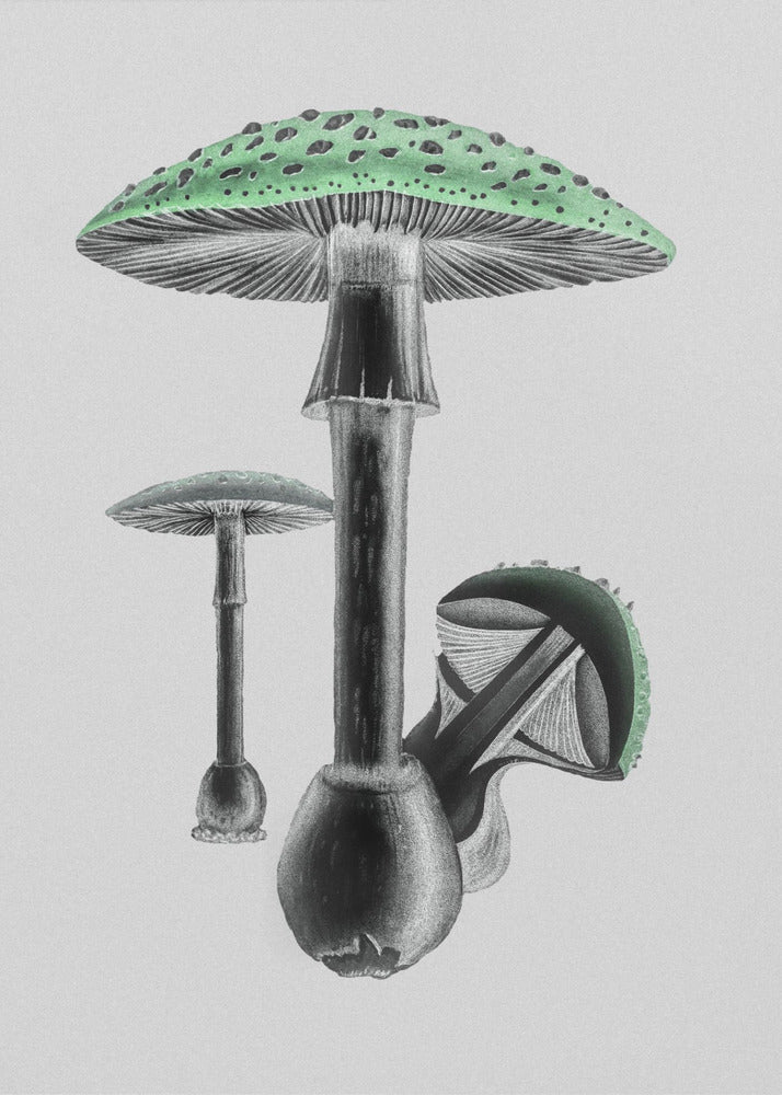 Amanita Muscaria Vit bakgrund Grön | Canvas