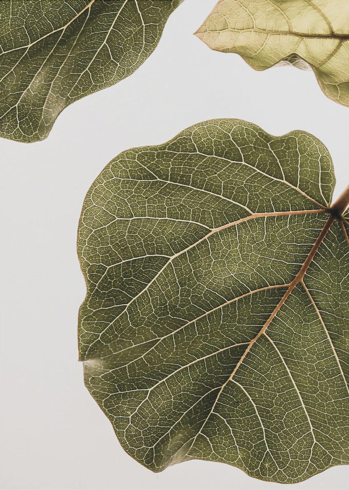 Abutifolia nr. 2 | Lærredsbilleder