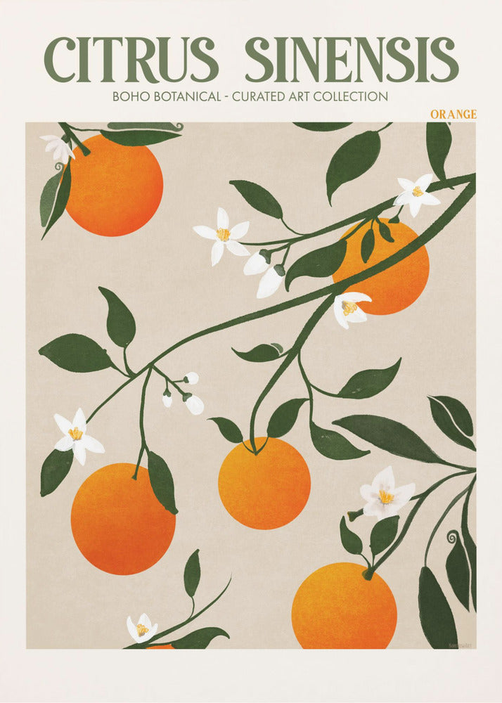 Citrus Sinensis - Pomarańczowy | Wydruki na łótnie