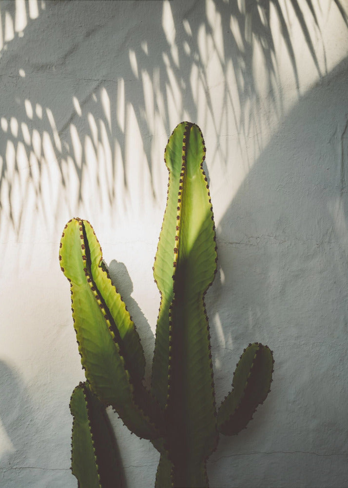 Sombras del sur de California | Impresiones en Lienzo