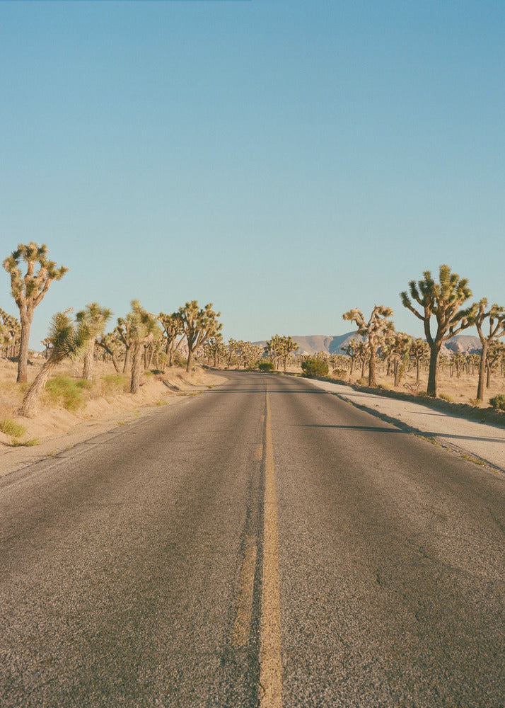 Droga Joshua Tree II | Wydruki na łótnie