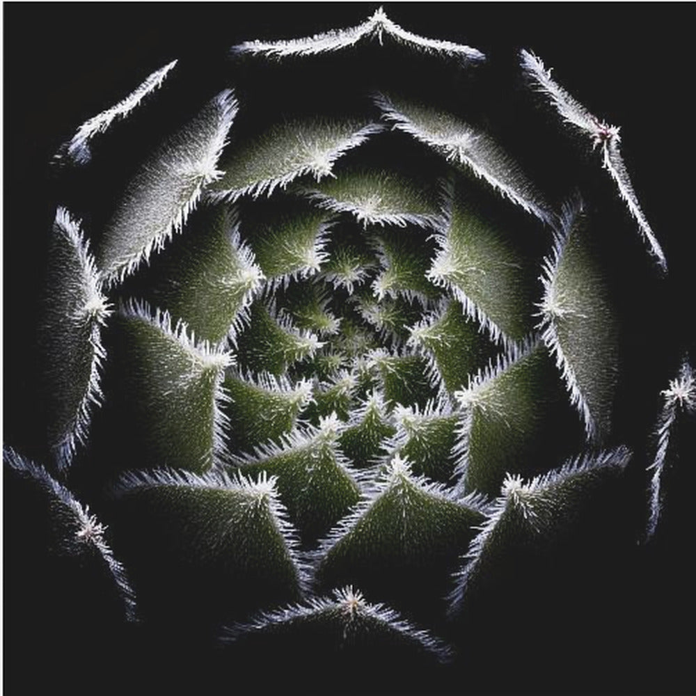 Sempervivum-ruusuke | Canvastaulut