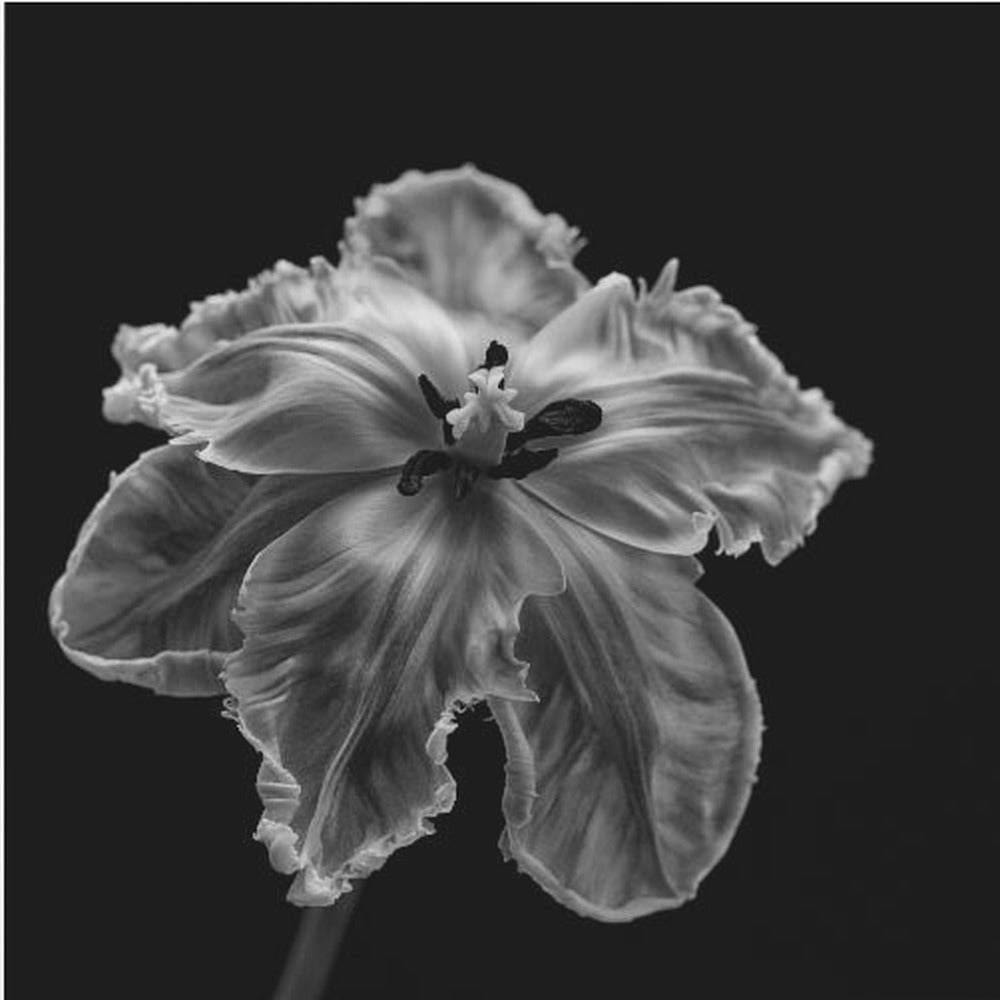 Tulipe perroquet | Tableaux sur Toile