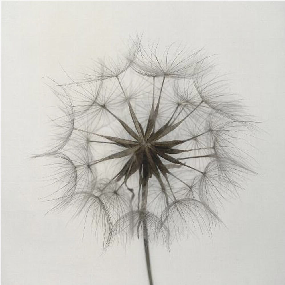 Tragopogon | Wydruki na łótnie
