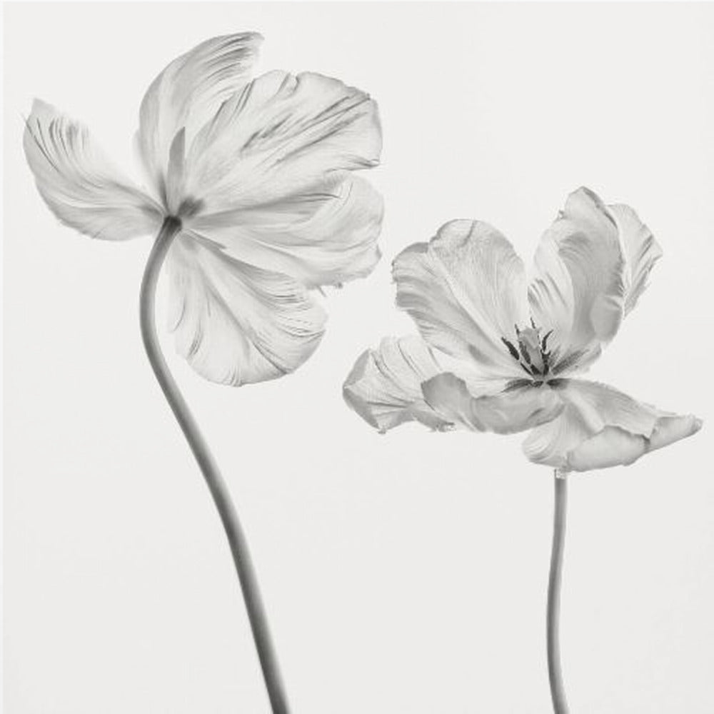 Same tulip : front- and backview | Canvas