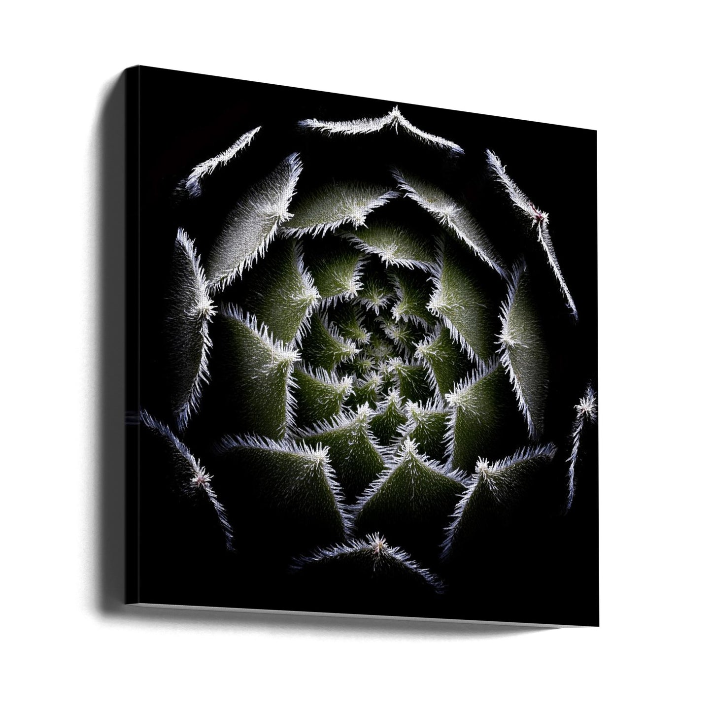 Sempervivum-ruusuke | Canvastaulut