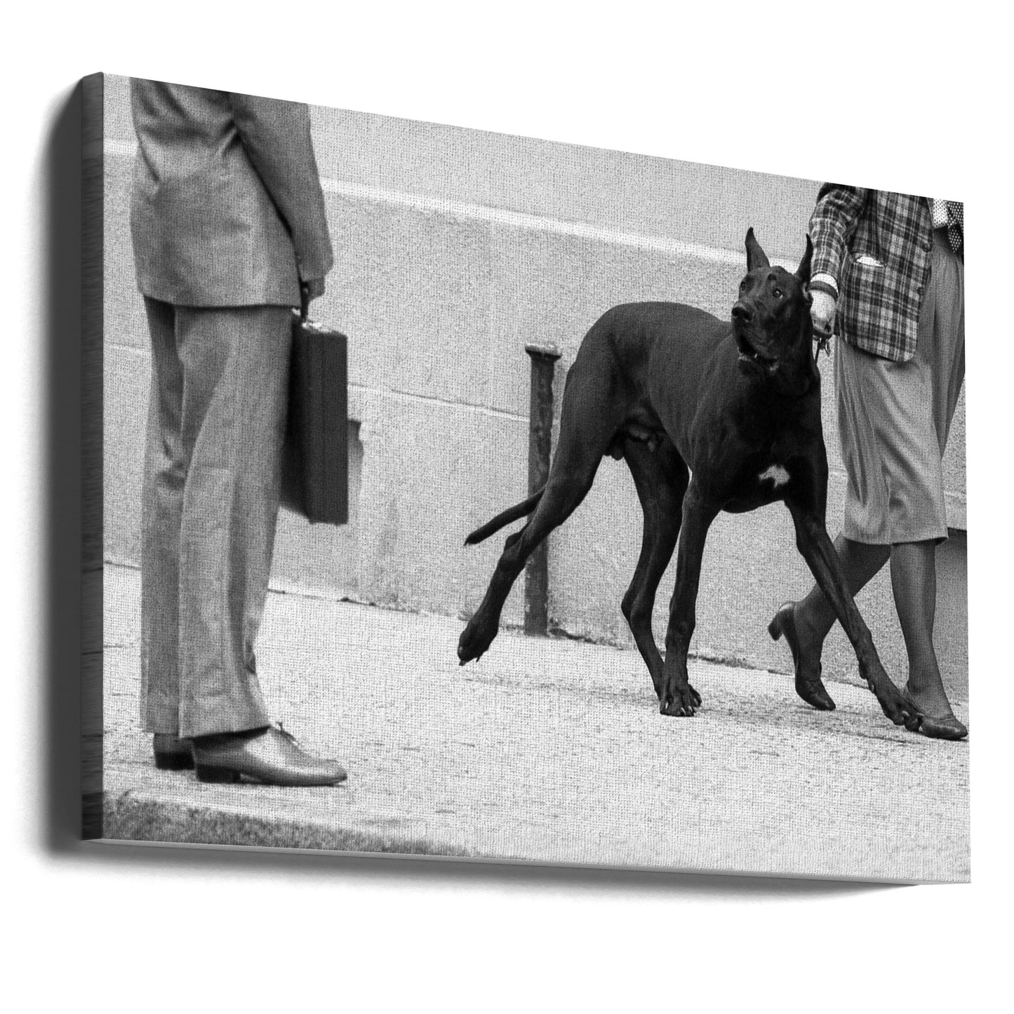 Great dane bodyguard (from the series &quot;Boy meets girl&quot;) | Canvas