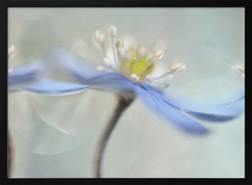Tanzende Anemonen | Poster - Kunstdruck