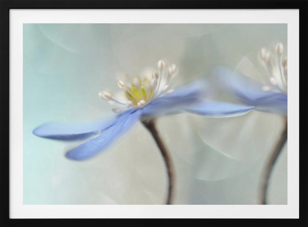 Tanzende Anemonen | Poster - Kunstdruck
