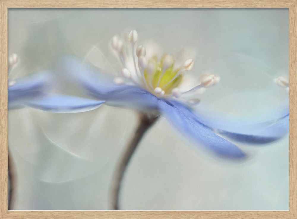 Tanzende Anemonen | Poster - Kunstdruck