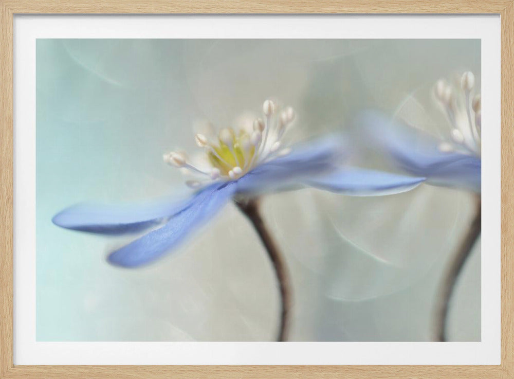 Tanzende Anemonen | Poster - Kunstdruck
