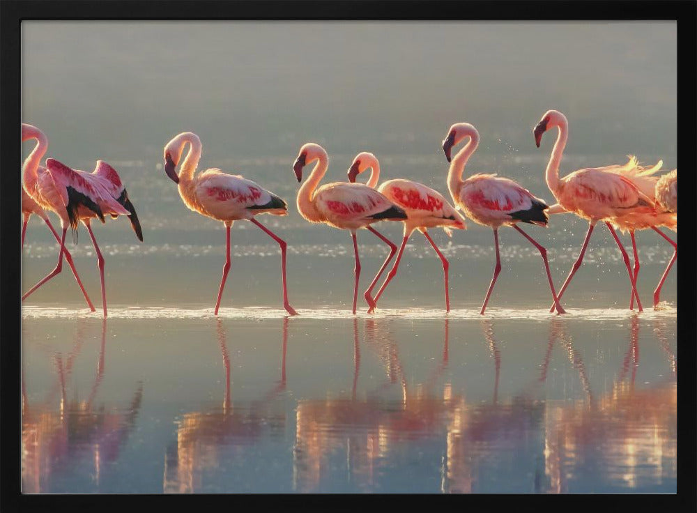 Flamingo | Plakater - Kunsttryk