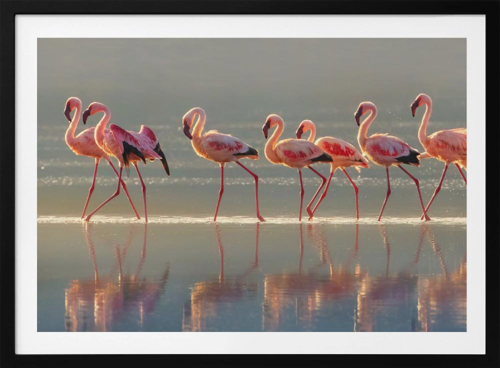 Flamingo | Plakater - Kunsttryk