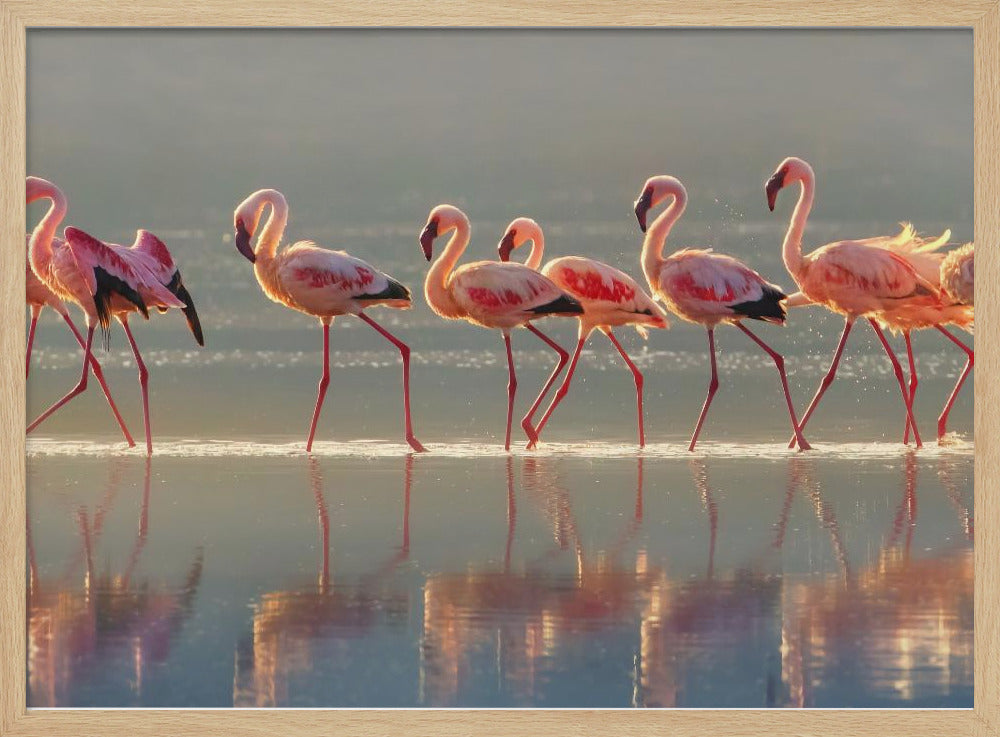 Flamingo | Plakater - Kunsttryk