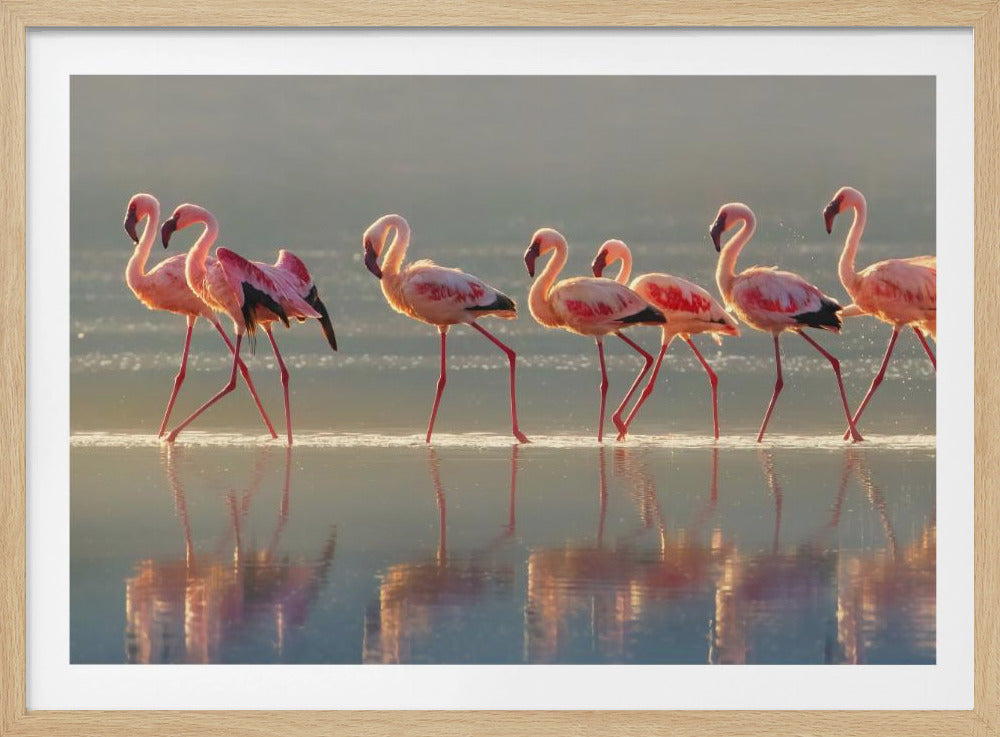 Flamingo | Plakater - Kunsttryk