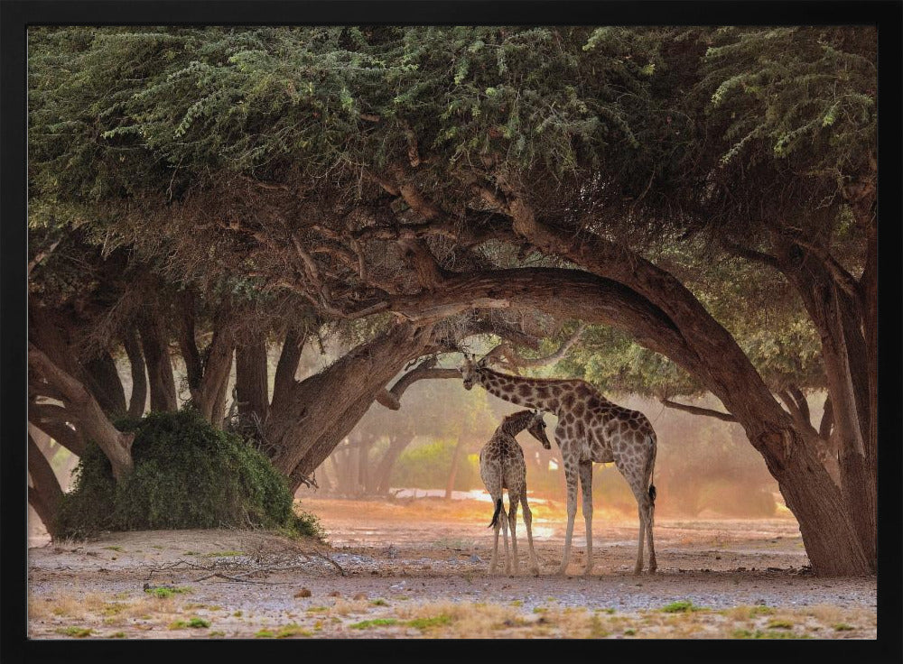 Girafe-Namibie | Posters - Affiche Artistique