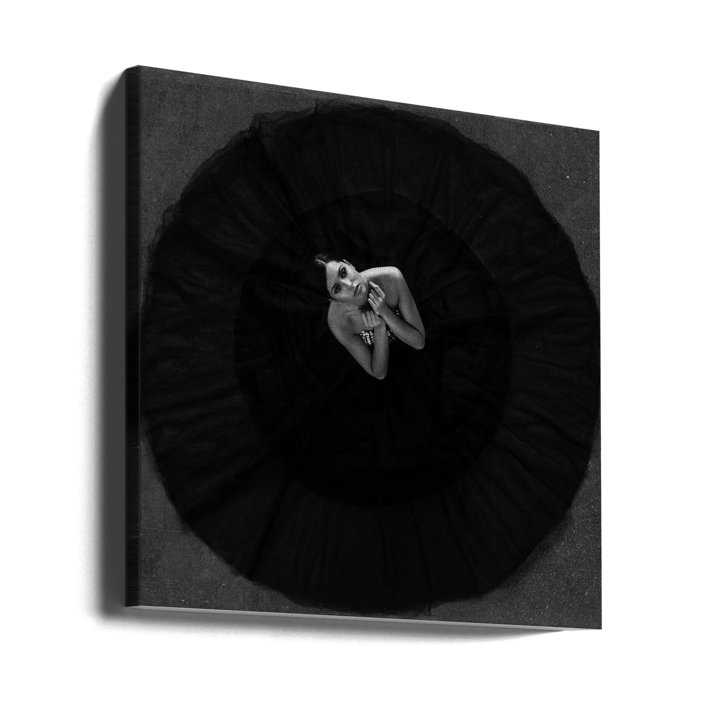 Cigno nero | Stampe su Tela