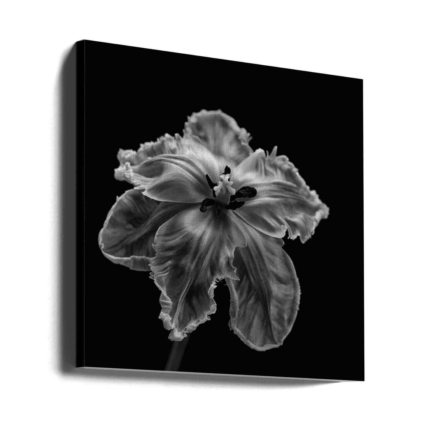Tulipe perroquet | Tableaux sur Toile