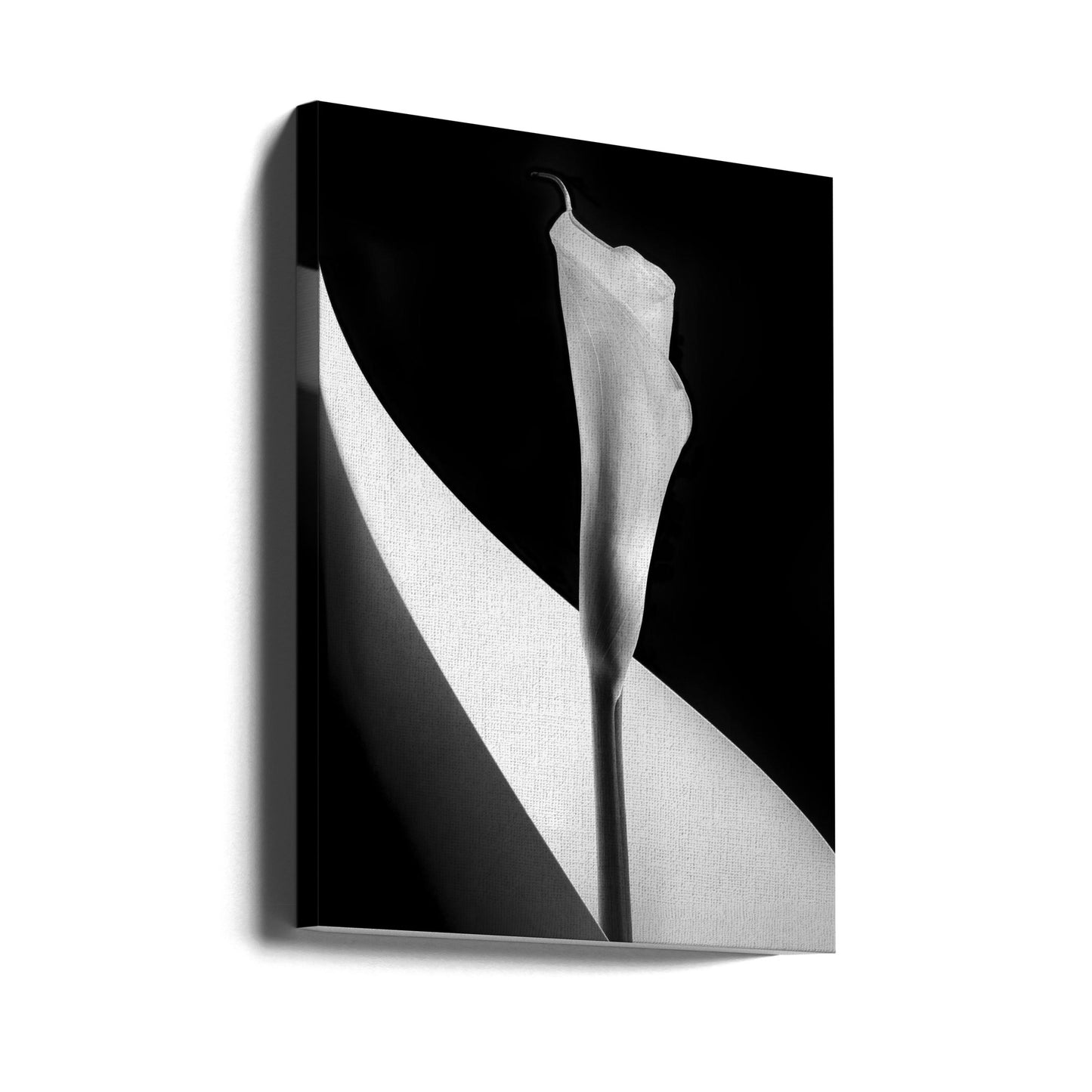 Calla-Lilie | Leinwand-Bilder