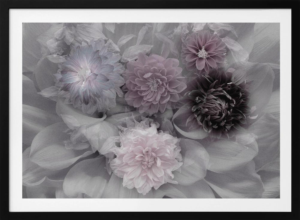 Rêve de Dahlia | Posters - Affiche Artistique