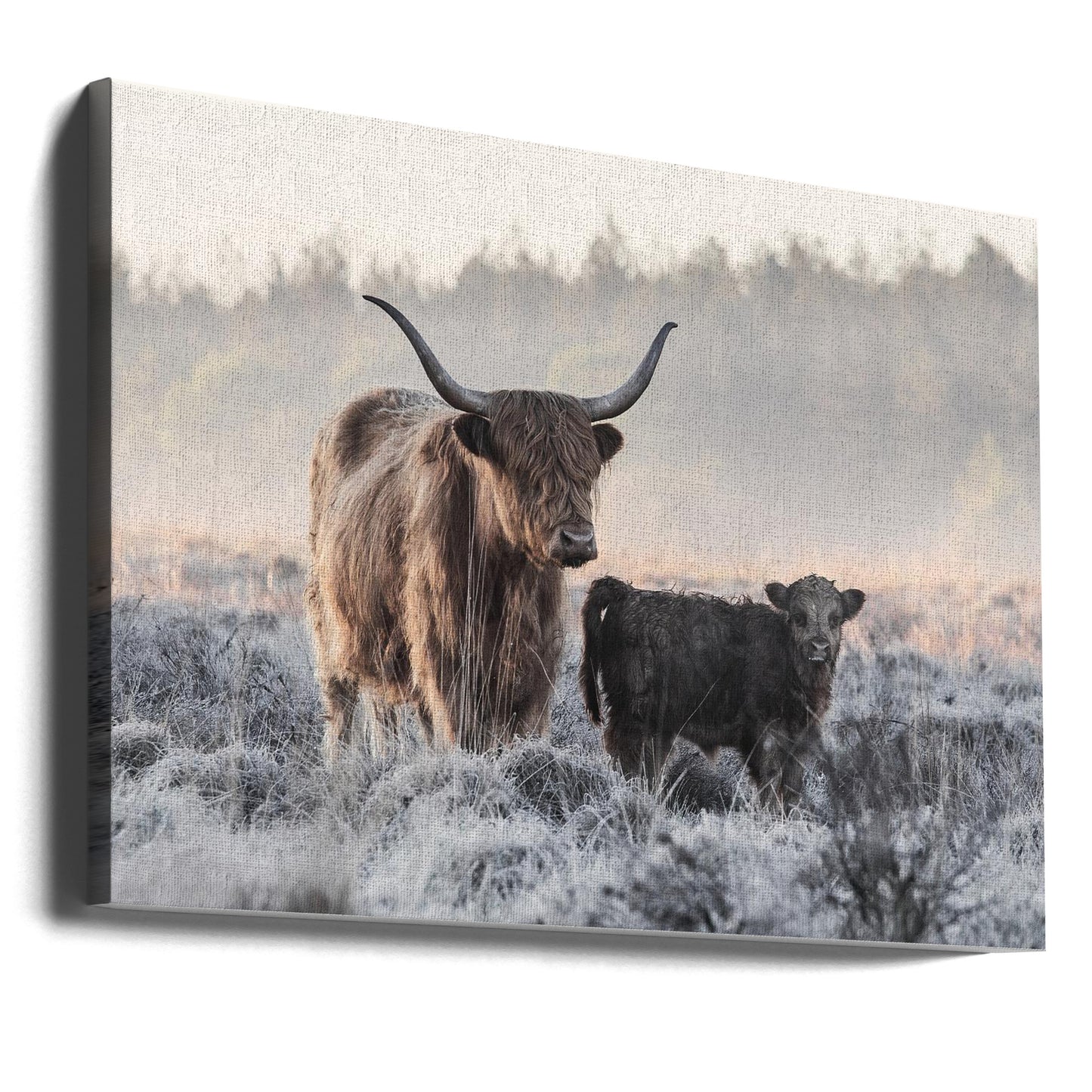 Highlander et veau | Tableaux sur Toile