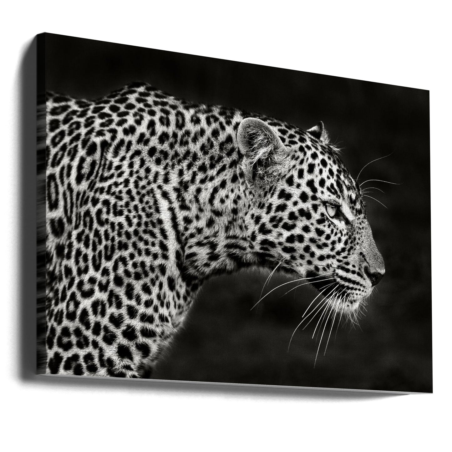 Leopardo de cerca | Impresiones en Lienzo