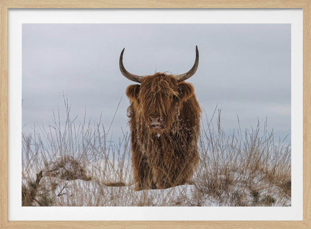 Highlander en la nieve | Posters  - Impresiones de Arte