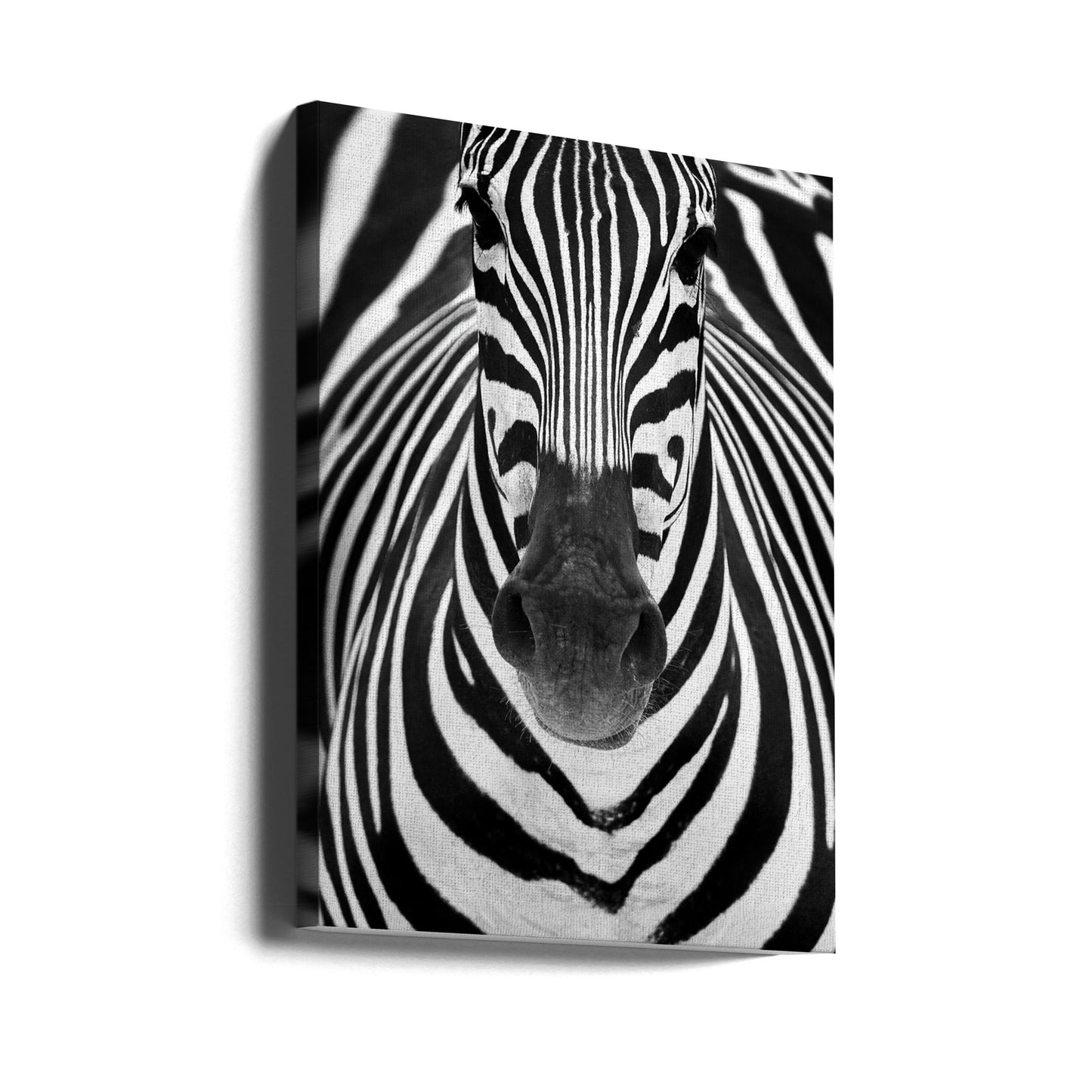 ZEBRA | Canvas